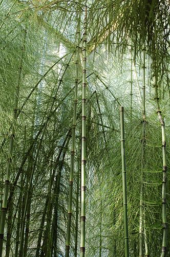 Equisetum myriochaetum